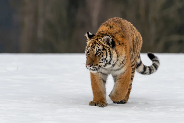 Tigre Siberiano Correndo Neve Foto Bonita Dinâmica Poderosa Deste Animal — Fotografia de Stock