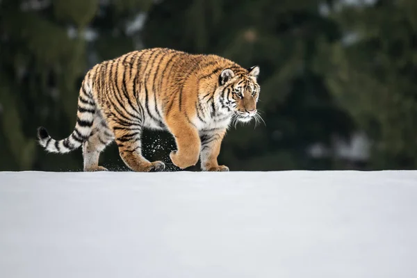 Τίγρης Στην Άγρια Φύση Του Χειμώνα Τρέχει Στο Χιόνι Δράση — Φωτογραφία Αρχείου
