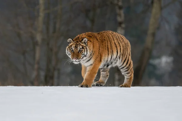 Tigrul Siberian Aleargă Zăpadă Fotografie Frumoasă Dinamică Puternică Acestui Animal — Fotografie, imagine de stoc