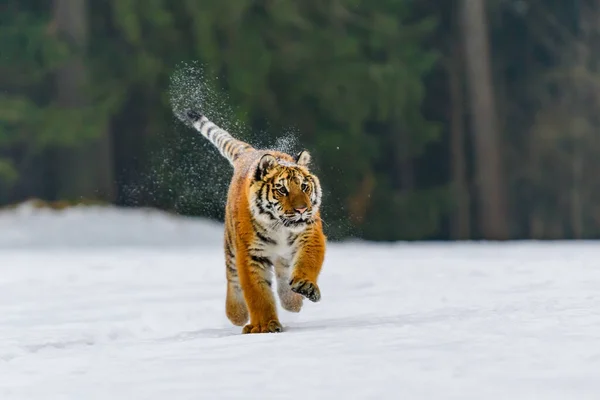 Tiger Wild Winter Nature Running Snow Action Wildlife Scene Dangerous — Stock Fotó
