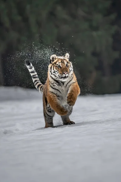 Tiger Wild Winter Nature Running Snow Action Wildlife Scene Dangerous — Fotografia de Stock