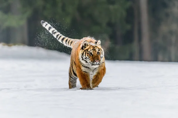 Tiger Wild Winter Nature Running Snow Action Wildlife Scene Dangerous — Stock Photo, Image