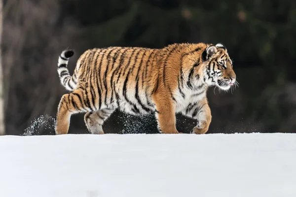 在狂野的冬天里 老虎在雪地里奔跑 与危险动物一起行动的野生动物场景 俄罗斯泰加的寒冷冬天 白雪公主与美丽的西伯利亚虎 白雪公主 — 图库照片