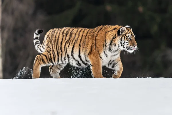 Tiger Wild Winter Nature Running Snow Action Wildlife Scene Dangerous — ストック写真