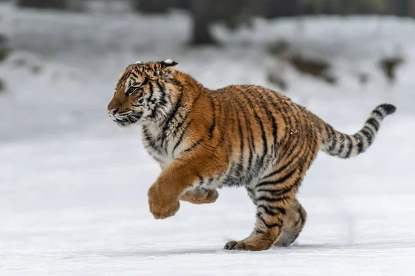 Tigre Naturaleza Salvaje Del Invierno Corriendo Nieve Escena Vida Silvestre —  Fotos de Stock