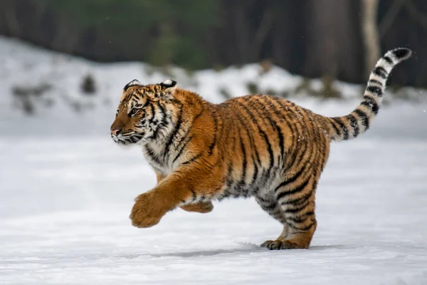 Τίγρης Στην Άγρια Φύση Του Χειμώνα Τρέχει Στο Χιόνι Δράση — Φωτογραφία Αρχείου