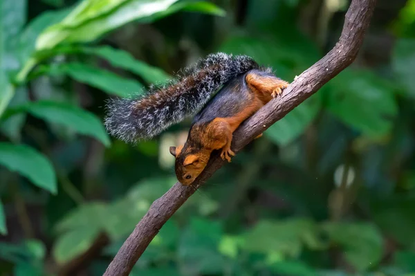 Scoiattolo Grigio Orientale Ramo Nome Scientifico Sciurus Carolinensis — Foto Stock