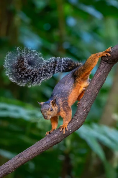 Eastern Grey Squirrel Branch Scientific Name Sciurus Carolinensis — Fotografie, imagine de stoc