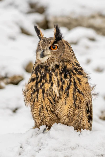 Bubo Bubo Owl Portrait Nature — Stock Photo, Image