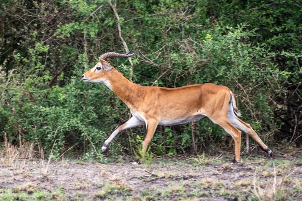 Lopende Antelope Waterbok Kobus Ellipsiprymnus Afrikaanse Savanne Namibië Kruger Park — Stockfoto