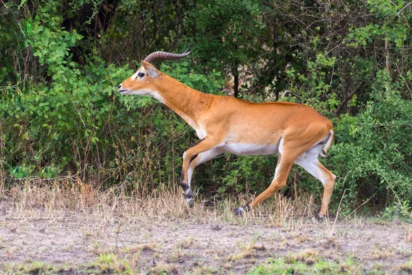 Laufantilopen Wasserbock Kobus Ellipsiprymnus Der Afrikanischen Savanne Namibia Kruger Park — Stockfoto