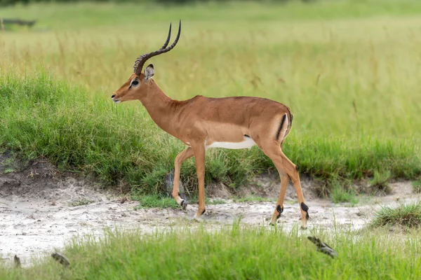 Laufantilopen Wasserbock Kobus Ellipsiprymnus Der Afrikanischen Savanne Namibia Kruger Park — Stockfoto