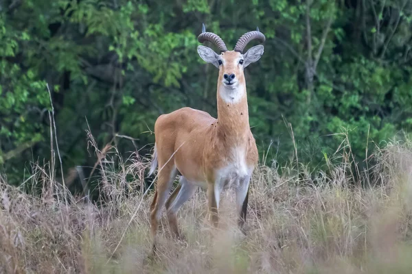 Běžící Antilopa Waterbuck Kobus Ellipsiprymnus Africké Savany Namibie Kruger Park — Stock fotografie