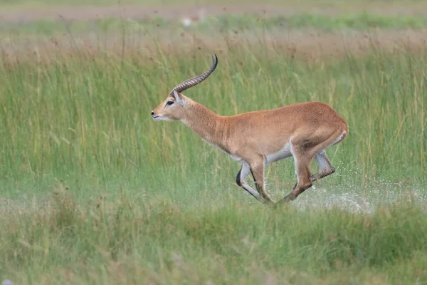 Futó Antilop Kobus Ellipsiprymnus Gyűrűsfarkú Víziantilop Afrikai Szavanna Namíbia Kruger — Stock Fotó