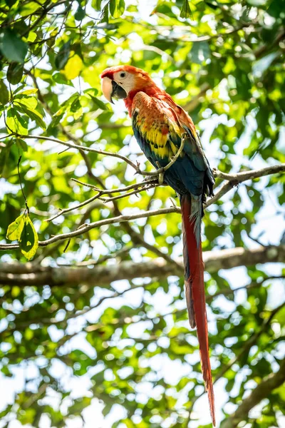 Portrait Ara Arakanga Costa Rica — Foto de Stock