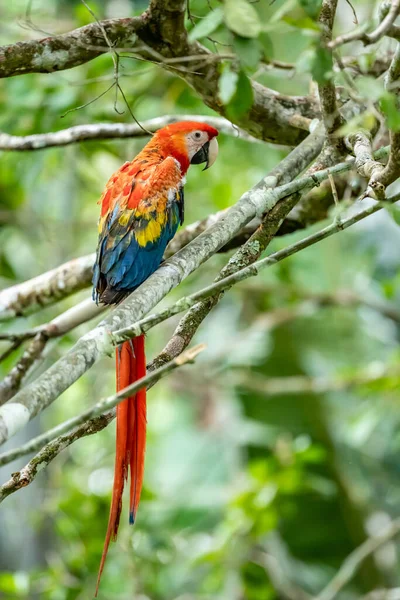 Portrait Ara Arakanga Costa Rica — Stock Photo, Image