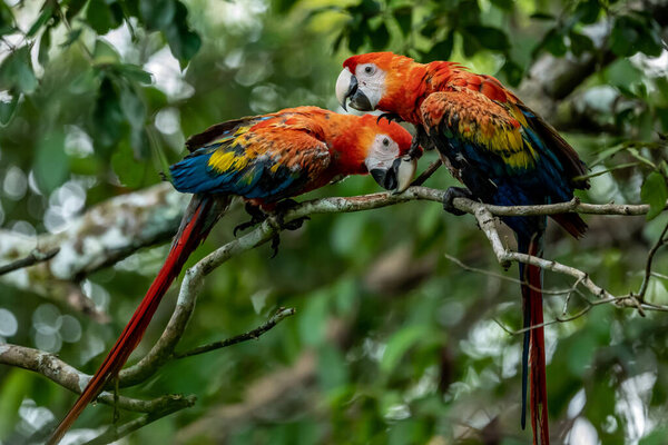 Portrait of Ara arakanga costa rica