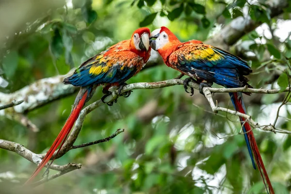 Ara arakanga costa rica 'nın portresi