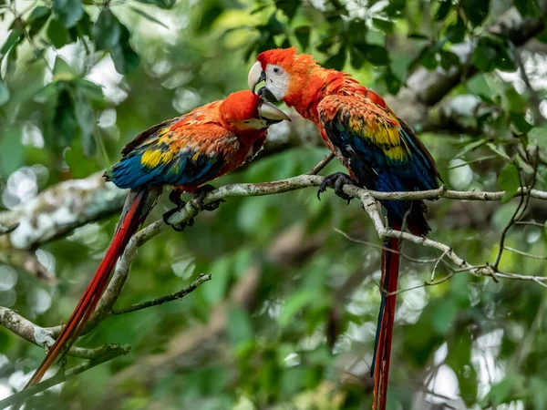 Portrait Ara Arakanga Costa Rica — 스톡 사진