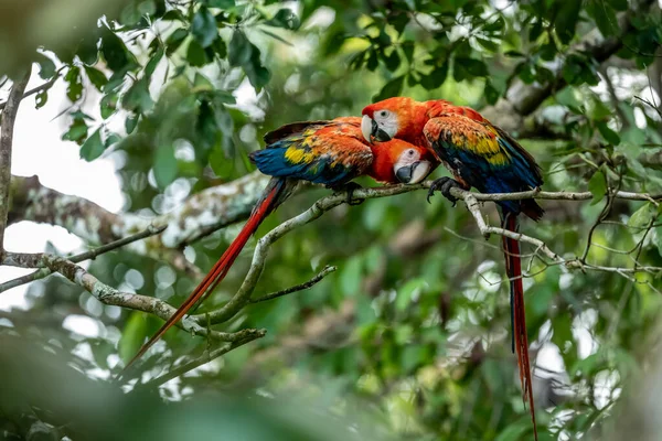 Ara arakanga costa rica 'nın portresi