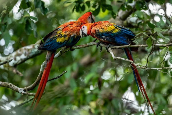 Ara arakanga costa rica 'nın portresi