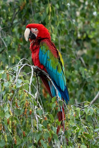 Red Parrot Green Vegetation Scarlet Macaw Ara Macao Dark Green — Stock Photo, Image