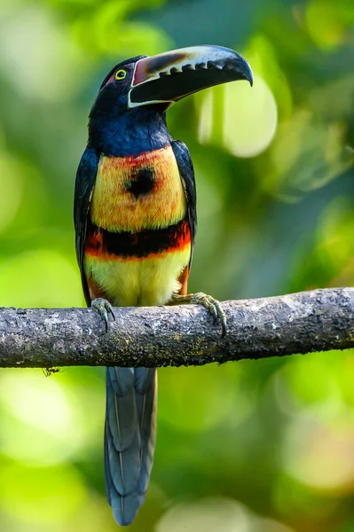 Guaina Colombia Big Amazing Mountain — 스톡 사진