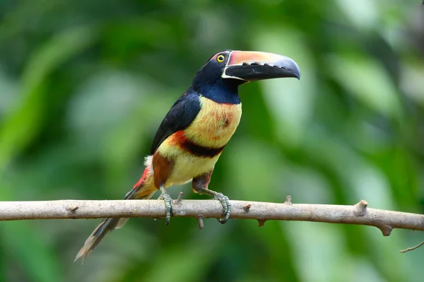 Guaina Colômbia Montanha Grande Incrível — Fotografia de Stock