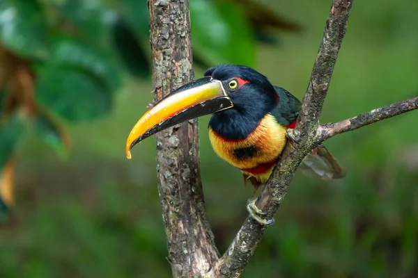 Ateşli gagalı Aracari - Pteroglossus frantzii bir Toucan 'dır. Sadece güney Kosta Rika ve batı Panama 'nın Pasifik yamaçlarında ürerler.