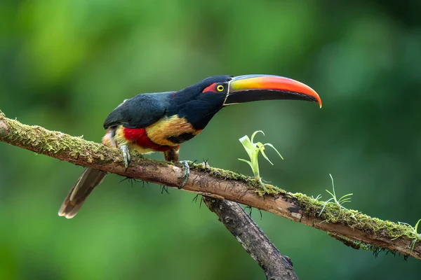 Ateşli gagalı Aracari - Pteroglossus frantzii bir Toucan 'dır. Sadece güney Kosta Rika ve batı Panama 'nın Pasifik yamaçlarında ürerler.