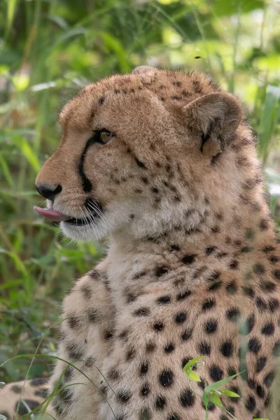 非洲猎豹 马赛马拉国家公园 肯尼亚 在自然栖息地的猫 猫的问候 — 图库照片