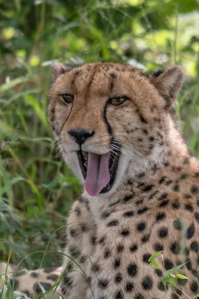 Guépard Africain Parc National Masai Mara Kenya Afrique Chat Dans — Photo