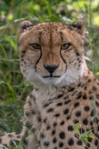Afrikanischer Gepard Masai Mara Nationalpark Kenia Afrika Katze Der Natur — Stockfoto