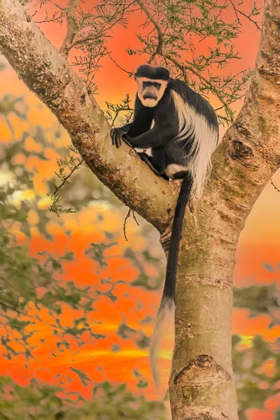 Belo retrato de macaco branco olhando para cima sonhando com liberdade em  fundo preto foto de grande criatura selvagem vida de zoológico de animais  africanos generative ai