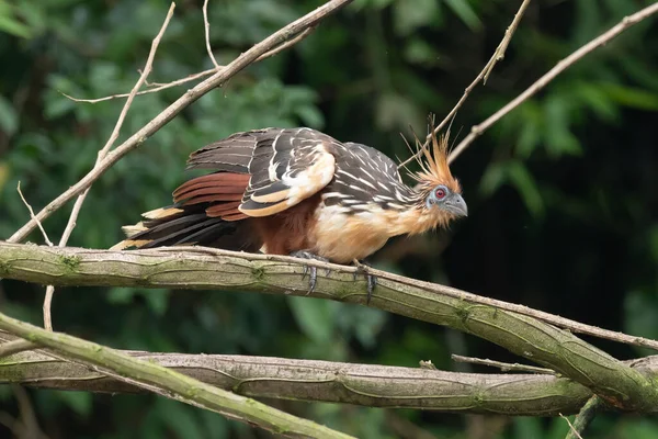 Güney Amerika, Peru 'daki Sandoval Gölü' ndeki Amazon yağmur ormanlarında büyüyen armalı Hoatzin (Opisthocomus hoazin).