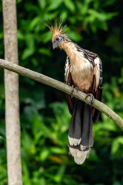 Güney Amerika, Peru 'daki Sandoval Gölü' ndeki Amazon yağmur ormanlarında büyüyen armalı Hoatzin (Opisthocomus hoazin).