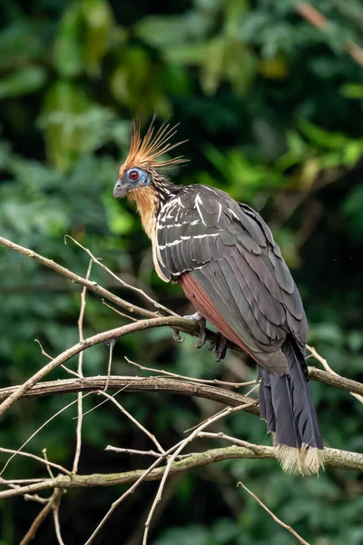 Güney Amerika, Peru 'daki Sandoval Gölü' ndeki Amazon yağmur ormanlarında büyüyen armalı Hoatzin (Opisthocomus hoazin).