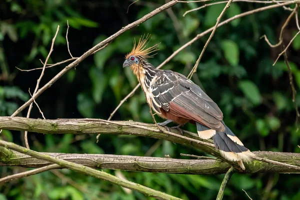 Hoatzin (Opisthocomus hoazin) with crest raised in the Amazon rainforest at Lake Sandoval, Peru, South America.