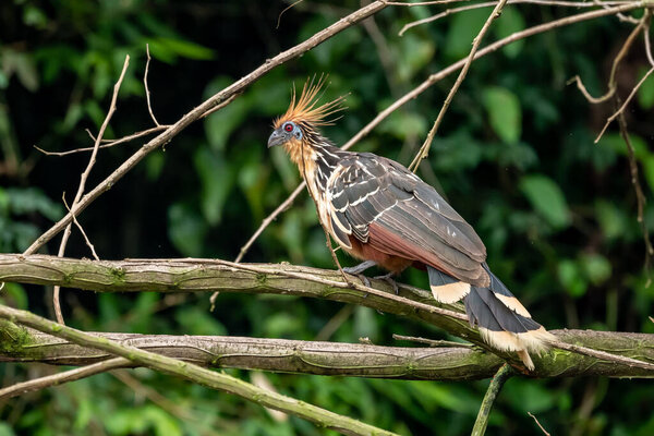 Hoatzin (Opisthocomus hoazin) with crest raised in the Amazon rainforest at Lake Sandoval, Peru, South America.