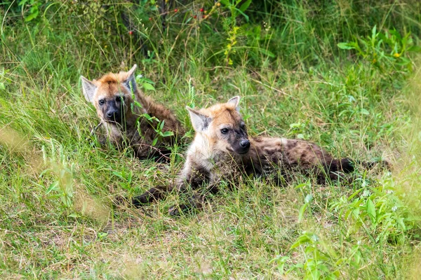 Hyäne Detailporträt Gefleckte Hyäne Crocuta Crocuta Wütendes Tier Der Nähe — Stockfoto