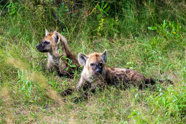 Sırtlan, ayrıntılı portre. Benekli sırtlan, Crocuta timsahı, su birikintisinin yanında kızgın hayvan, ağaçlı karanlık orman. Doğadaki hayvanlar, Okavango, Botswana. Vahşi yaşam Afrika.