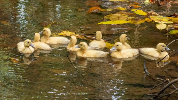 Group Ducklings Mother Outdoors Domestic Duck — стоковое фото