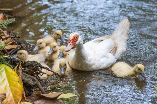 Group Ducklings Mother Outdoors Domestic Duck — Stockfoto
