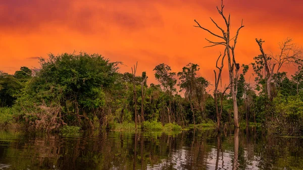 Amazon yağmur ormanları mükemmel ve güneşli bir günde