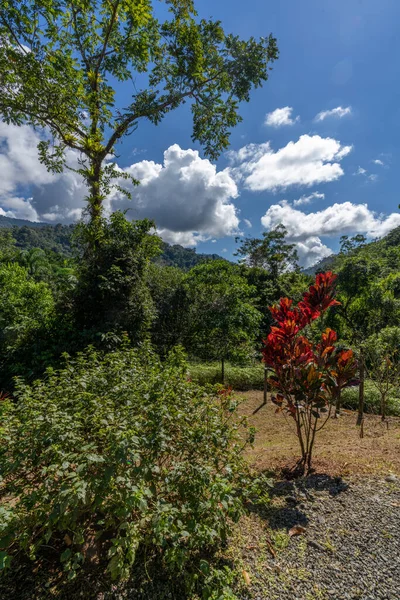 Kosta Rika 'nın güzel yağmur ormanları Güney Amerika.