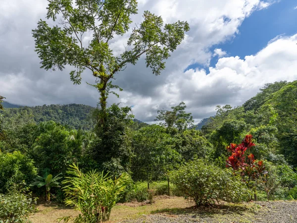 Piękny Las Deszczowy Costa Rica Ameryka Południowa — Zdjęcie stockowe