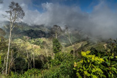 Kosta Rika 'nın güzel yağmur ormanları Güney Amerika.