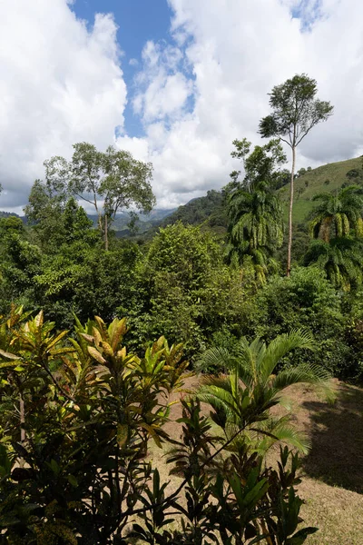 Kosta Rika Nın Güzel Yağmur Ormanları Güney Amerika — Stok fotoğraf
