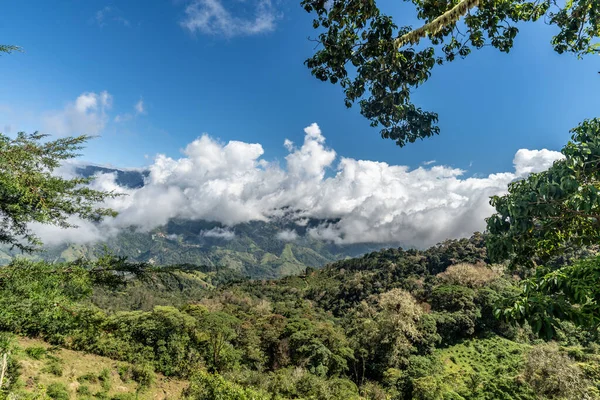 Kosta Rika Nın Güzel Yağmur Ormanları Güney Amerika — Stok fotoğraf