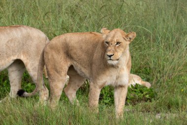 Savannah çim üzerinde yalan büyük aslan. düz ve tepelerin arka planda karakteristik ağaçlarla peyzaj